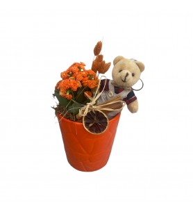 Teddy Bear Serisi Turuncu Kalanchoe Aranjmanı